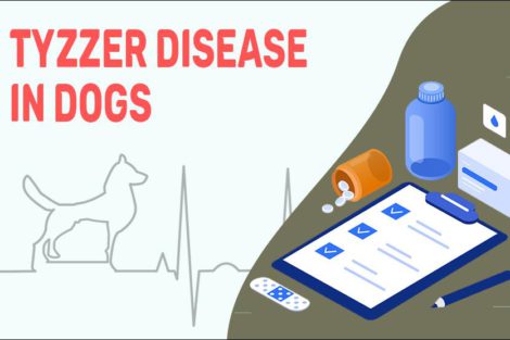 Tyzzer Disease In Dogs