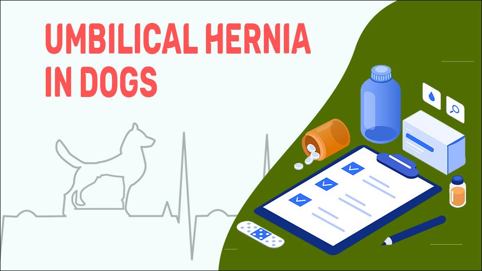 Umbilical Hernia In Dogs
