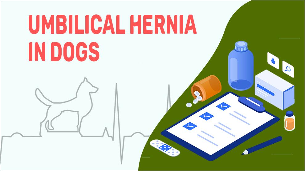 Umbilical Hernia In Dogs Types And Treatments Pet News Live