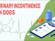 Urinary Incontinence In Dogs