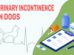 Urinary Incontinence In Dogs
