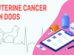 Uterine Cancer In Dogs