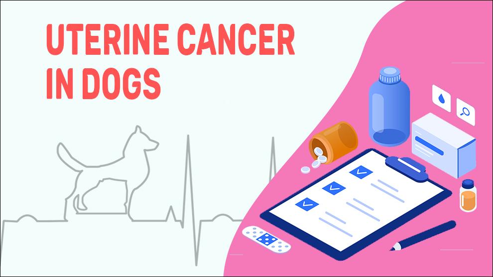 Uterine Cancer In Dogs