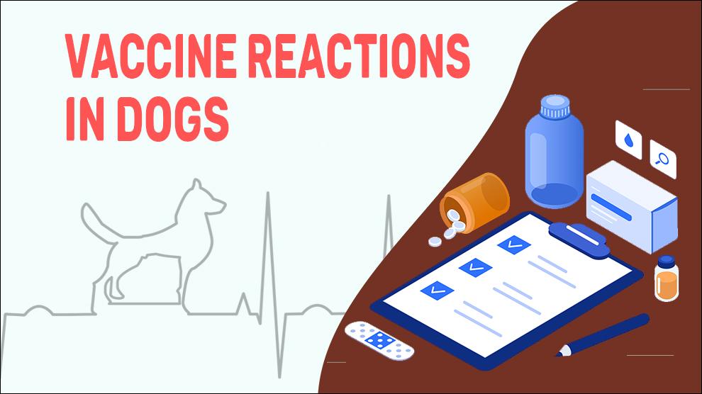 Vaccine Reactions In Dogs