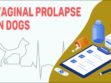 Vaginal Prolapse In Dogs
