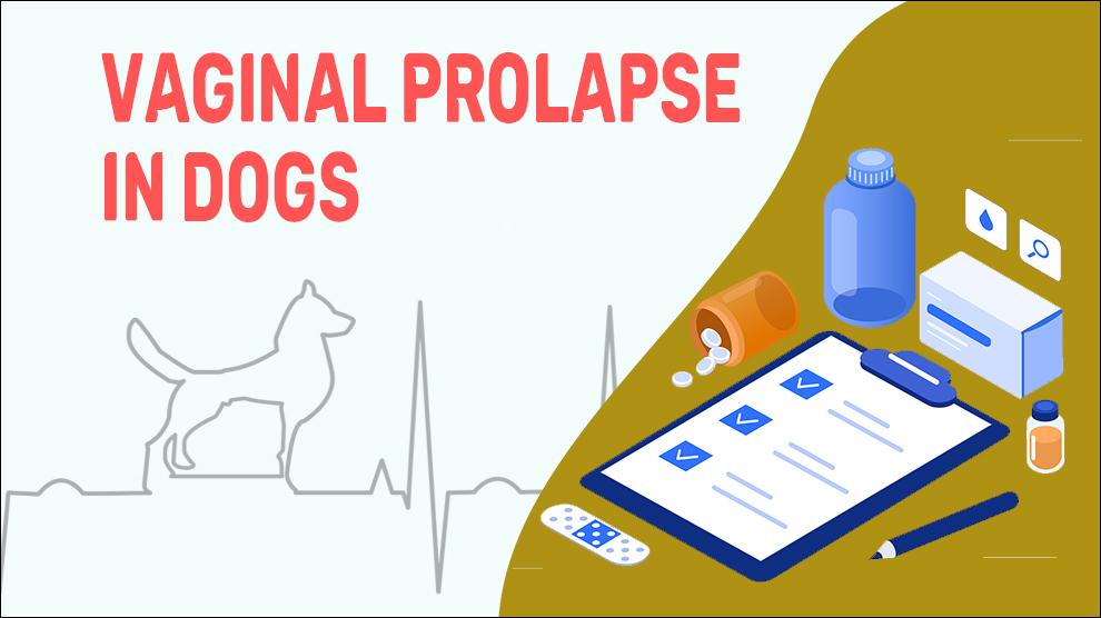 Vaginal Prolapse In Dogs