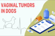 Vaginal Tumors In Dogs
