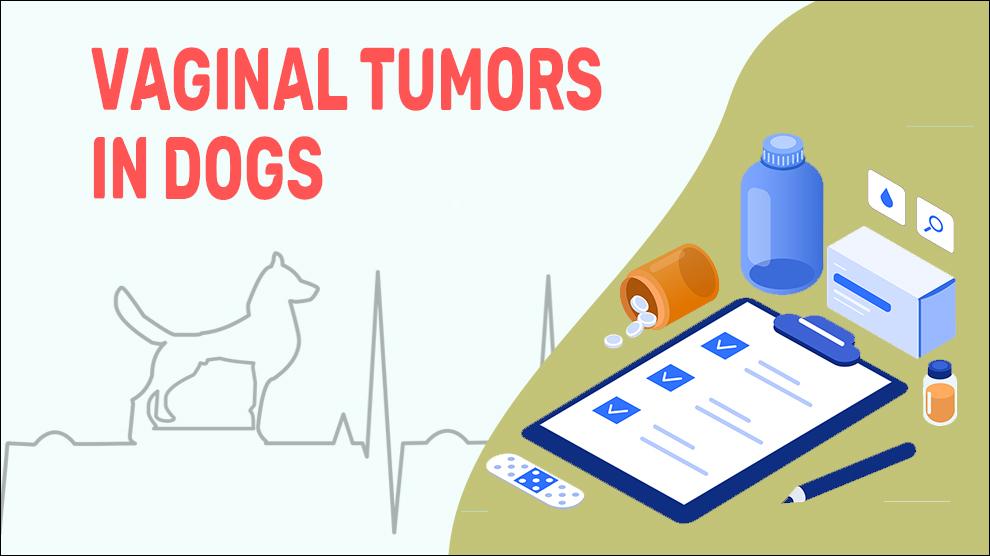 Vaginal Tumors In Dogs