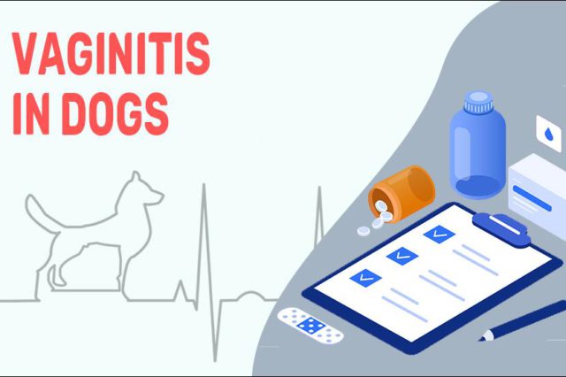 Vaginitis In Dogs
