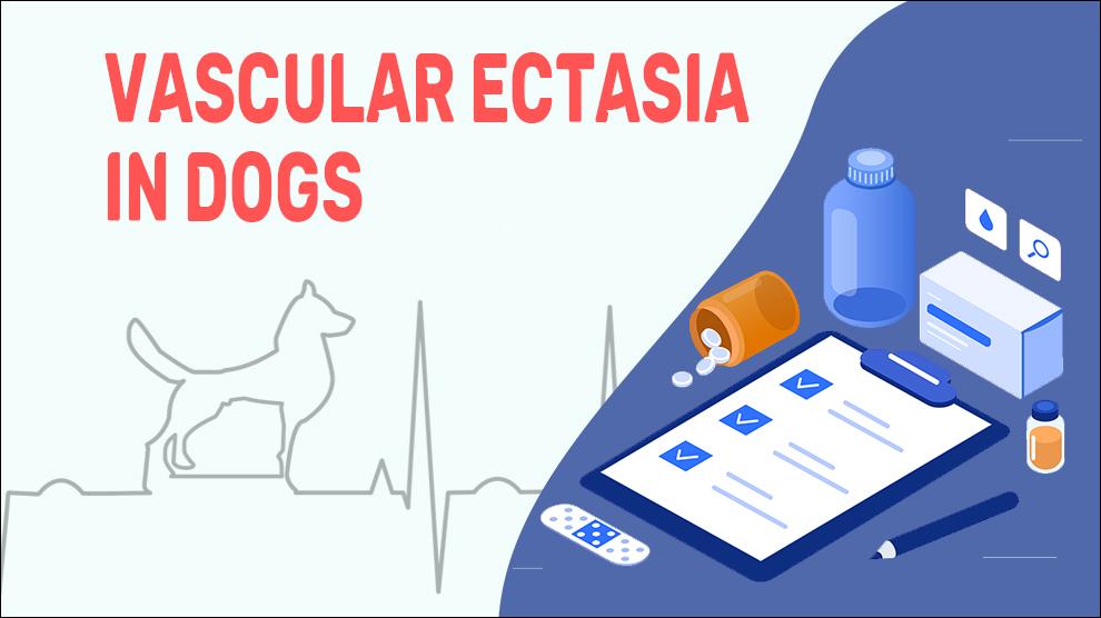Vascular Ectasia In Dogs
