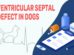 Ventricular Septal Defect In Dogs