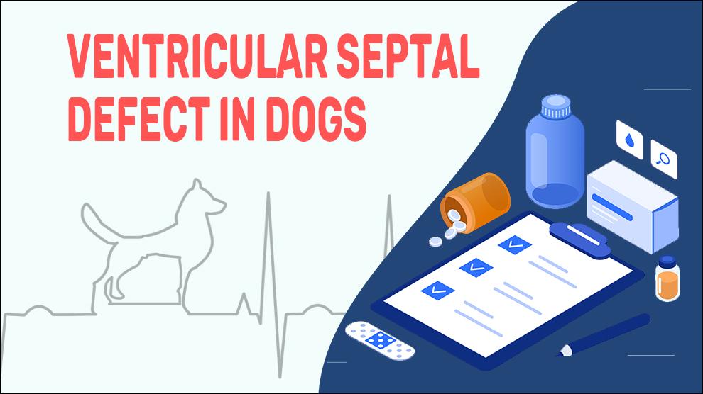 Ventricular Septal Defect In Dogs