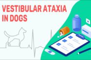 Vestibular Ataxia In Dogs