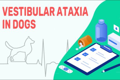 Vestibular Ataxia In Dogs