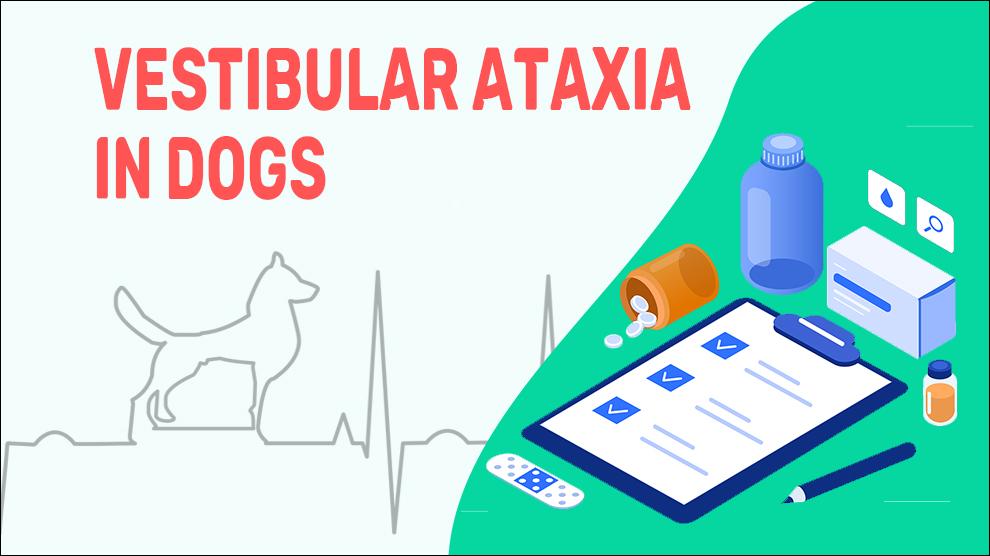 Vestibular Ataxia In Dogs