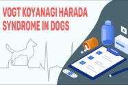 Vogt Koyanagi Harada Syndrome In Dogs