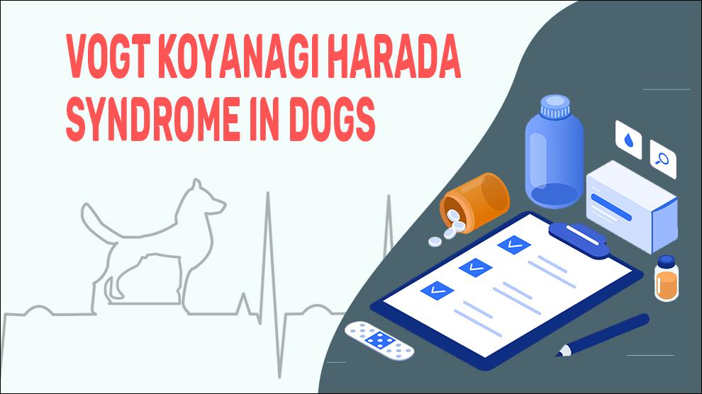 Vogt Koyanagi Harada Syndrome In Dogs