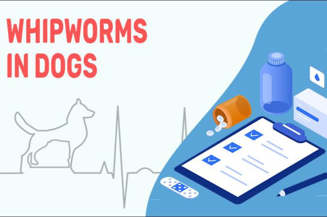 Whipworms In Dogs