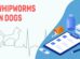 Whipworms In Dogs
