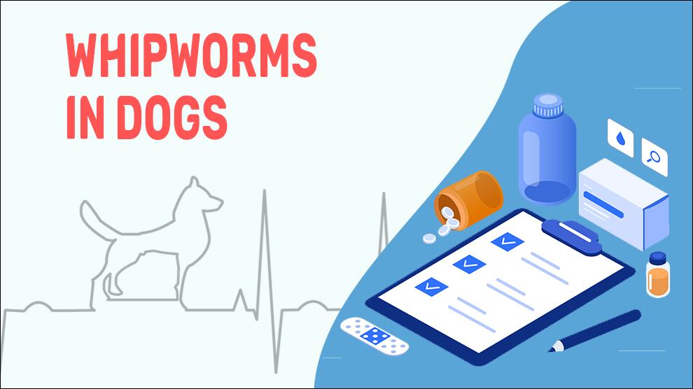 Whipworms In Dogs