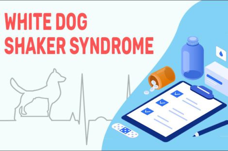 White Dog Shaker Syndrome