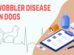 Wobbler Disease In Dogs