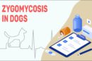 Zygomycosis In Dogs