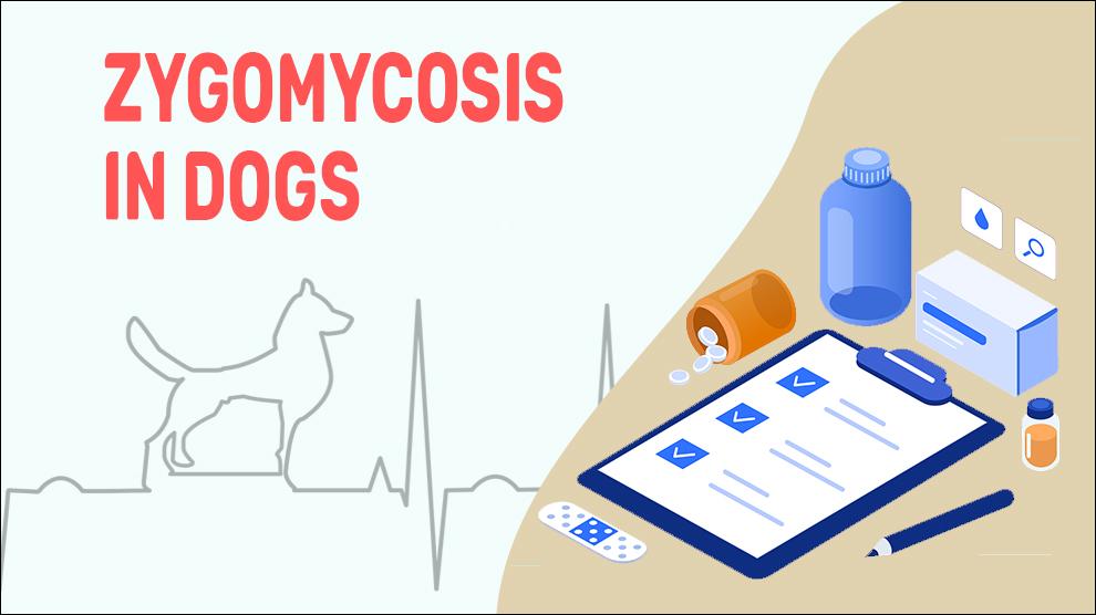 Zygomycosis In Dogs