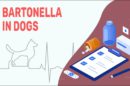 Bartonella In Dogs