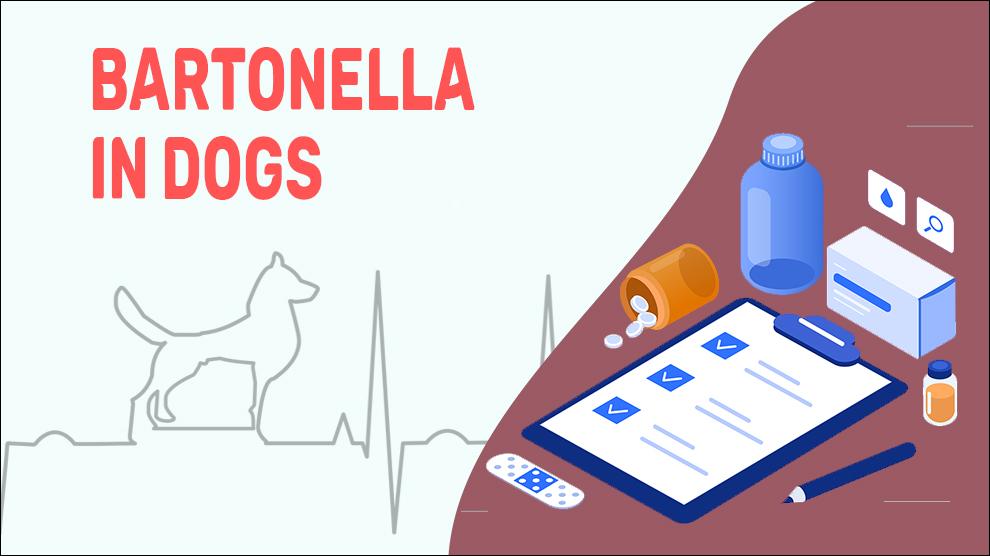 Bartonella In Dogs