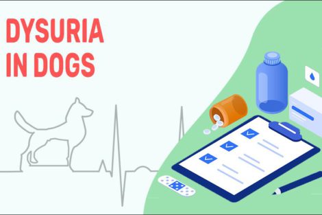 Dysuria In Dogs