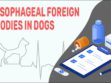 Esophageal Foreign Bodies In Dogs