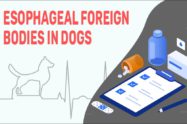 Esophageal Foreign Bodies In Dogs
