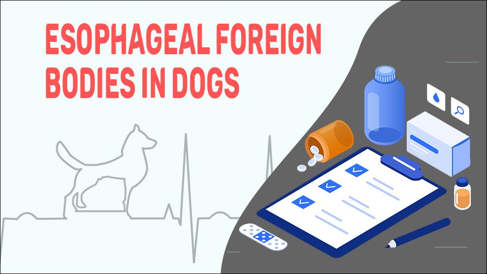 Esophageal Foreign Bodies In Dogs