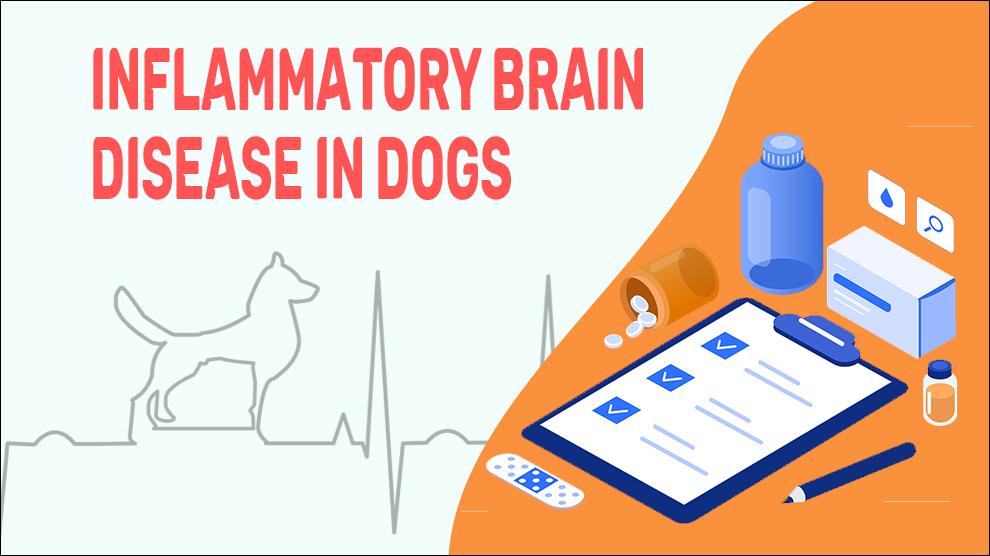 Inflammatory Brain Disease In Dogs