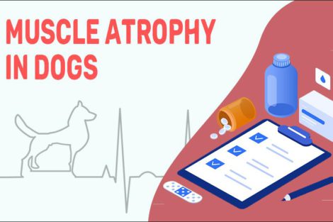 Muscle Atrophy In Dogs