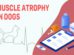 Muscle Atrophy In Dogs