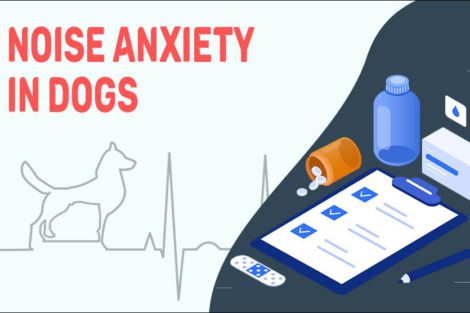 Noise Anxiety In Dogs