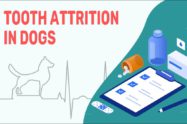 Tooth Attrition In Dogs
