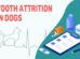 Tooth Attrition In Dogs