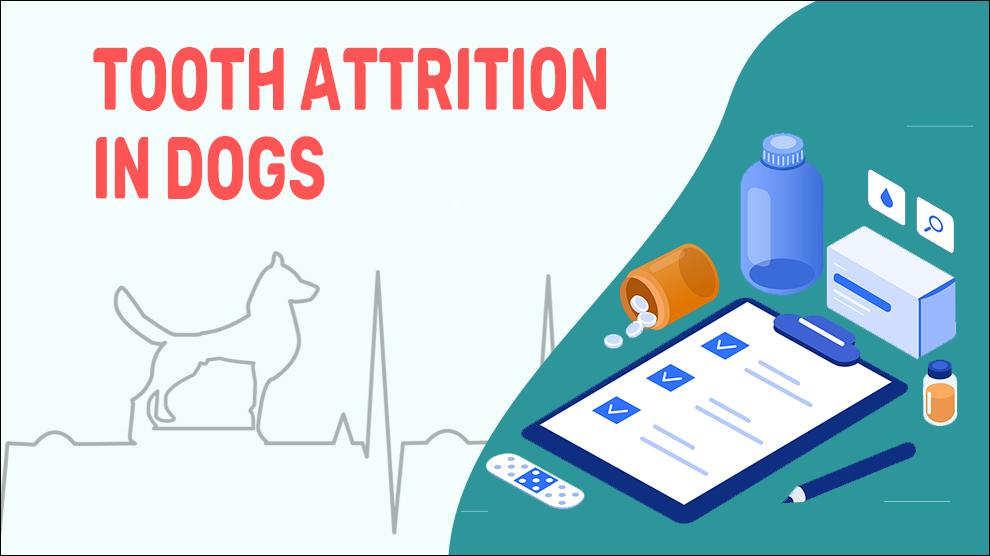 Tooth Attrition In Dogs