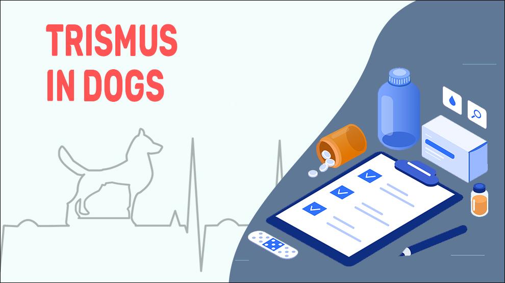 Trismus In Dogs
