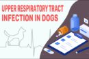 Upper Respiratory Tract Infection In Dogs