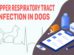 Upper Respiratory Tract Infection In Dogs