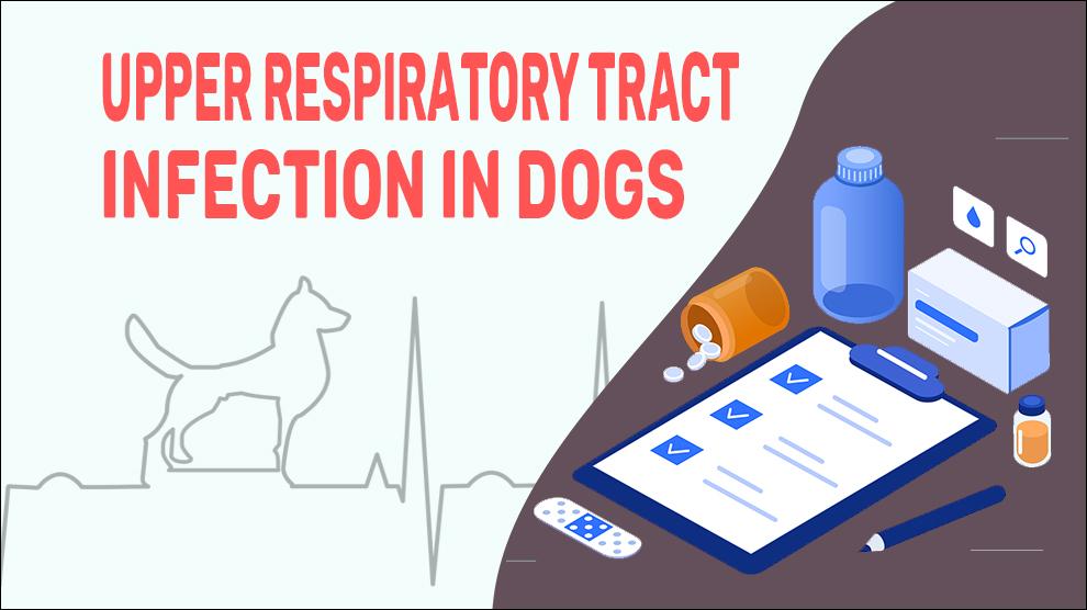 Upper Respiratory Tract Infection In Dogs
