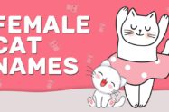 Female Cat Names