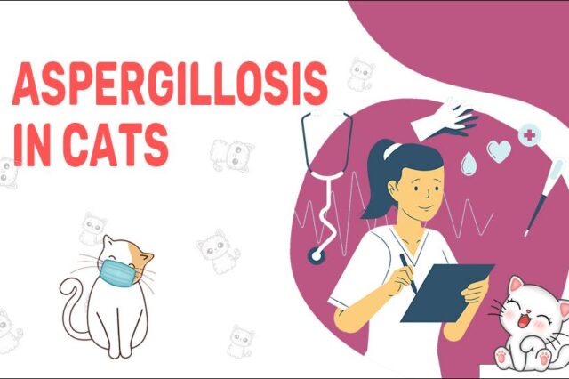 Aspergillosis In Cats