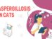 Aspergillosis In Cats