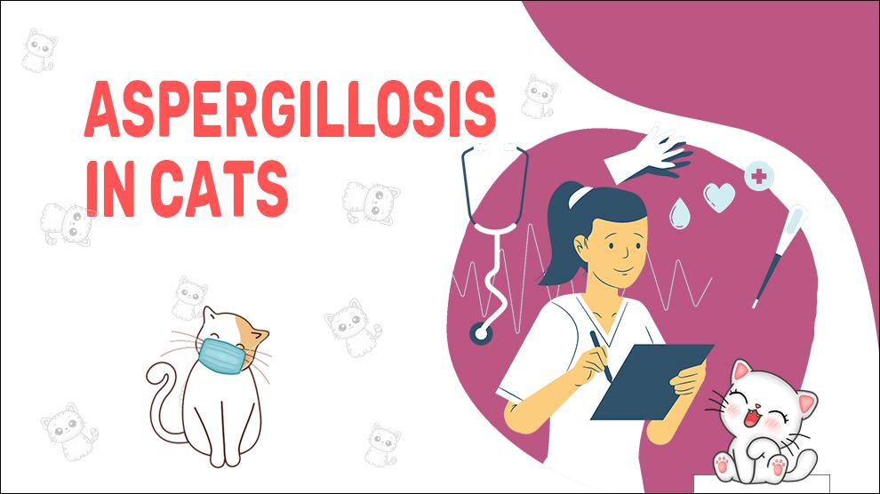 Aspergillosis In Cats