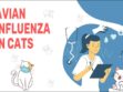 Avian Influenza In Cats